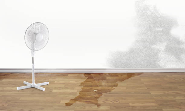 Best Mold removal after water damage  in Pelham, AL