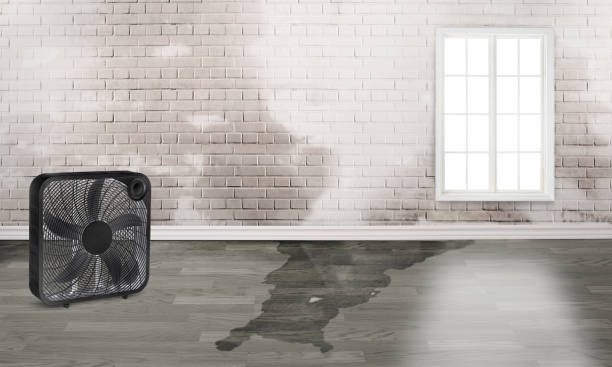 Best Water damage contractors near me  in Pelham, AL